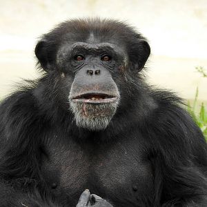 Chimpanzee