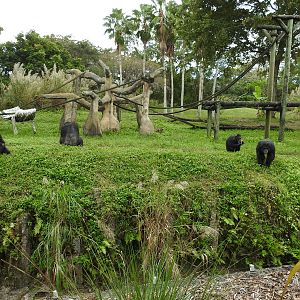 Chimpanzee Enclosure