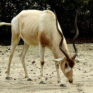 Addax