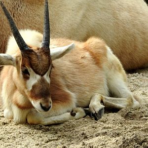 Addax