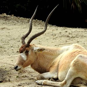 Addax