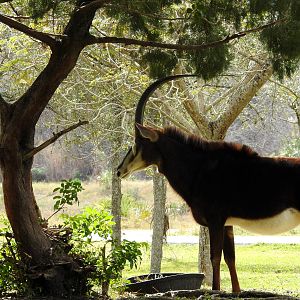 Sable Antelope