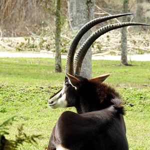 Sable Antelope