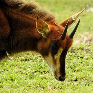 Sable Antelope