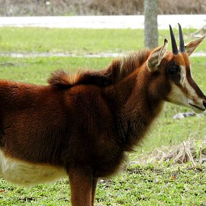 Sable Antelope