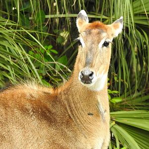 Nilgai