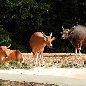 Banteng