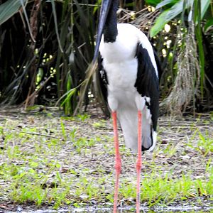 Black-necked stork