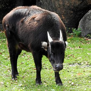 Lowland Anoa