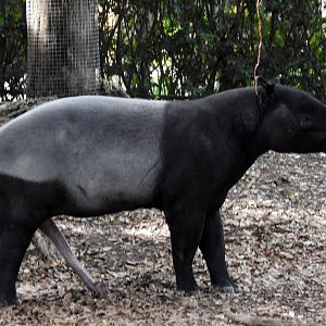 Malayan Tapir