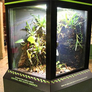 Feb. 2016 - Museum of Science - Amazing Amphibians - Frog Exhibit (6)