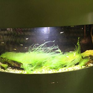 Feb. 2016 - Museum of Science - Amazing Amphibians - Mudpuppy Tank