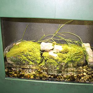 Feb. 2016 - Museum of Science - Amazing Amphibians - Emperor Spotted Newt E