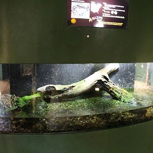 Feb. 2016 - Museum of Science - Amazing Amphibians - Bullfrog Exhibit