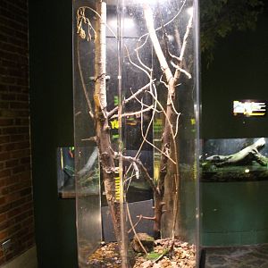 Feb. 2016 - Museum of Science - Amazing Amphibians - Grey Tree Frog Exhibit