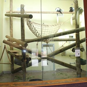 Feb. 2016 - Primate Forest - 1 of 2 Rotating Indoor Primate Exhibit (Colobu