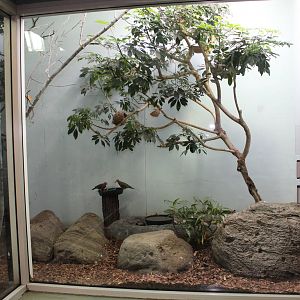 Feb. 2016 - Aviary - 3 Species