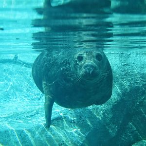 Feb. 2016 - Arctic Encounter - Grey Seal