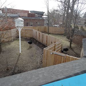 Feb. 2015 - Cassowary Crossing From Above