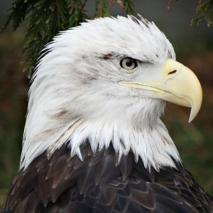 Feb. 2016 - Bald Eagle