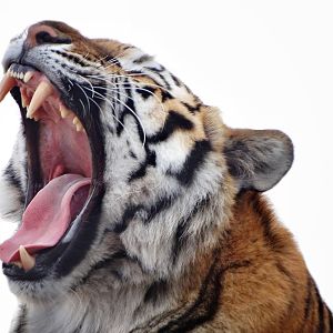 Feb. 2015 - Tiger Terrace - Amur Tiger