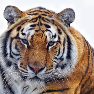 Feb. 2015 - Tiger Terrace - Amur Tiger