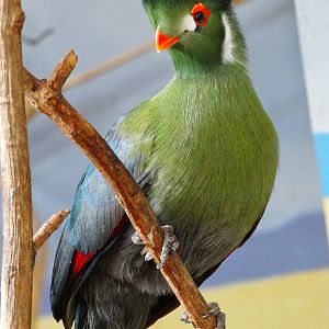 Feb. 2016 - Aviary - African Grasslands - White-cheeked Turaco