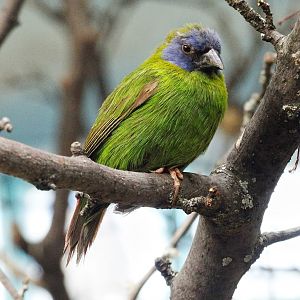 Feb. 2016 - Aviary - Australia - Blue-faced Parrot Finch