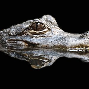 Feb. 2016 - Reptile House - Chinese Alligator