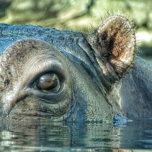 Feb. 2016 - Tembo Trail - Hippopotamus Eye