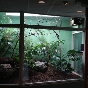 Feb. 2016 - Aviary - Bali Starling Exhibit