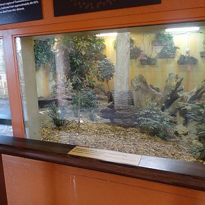 Feb. 2016 - Tembo Trail - Tasmanian Devil Exhibit