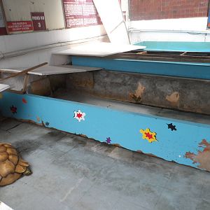 Typical Exhibit (with Sulcata)