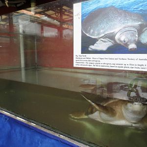 Typical Aquatic Vivarium (with pig-nosed turtle)