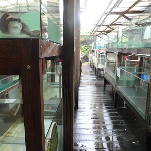 General View (with pig-nosed turtle)