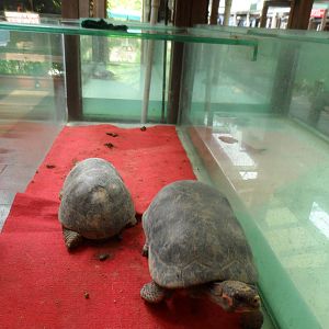 Typical Vivarium (with red-footed tortoises)