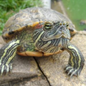Red-eared Terrapin