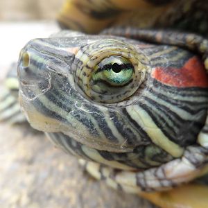 Red-eared Terrapin