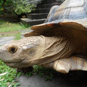 Sulcata Tortoise