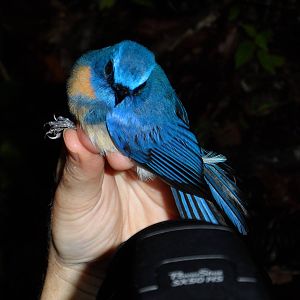 Malaysian Blue Flycatcher