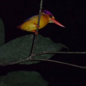 Black-Backed Kingfisher