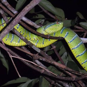 Pit Viper sp.