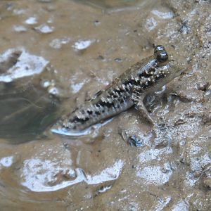 Mudskipper