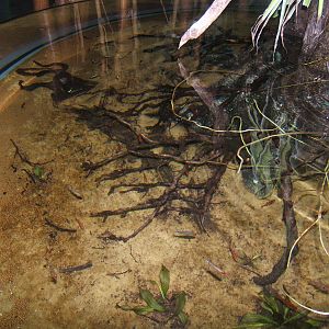 View of small Amazon tank