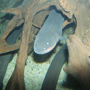 Electric Eel