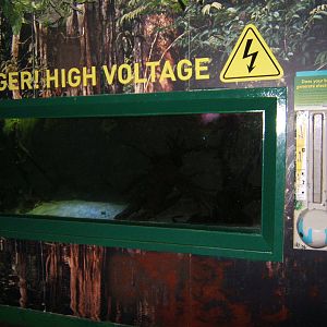 View of Electric Eel exhibit