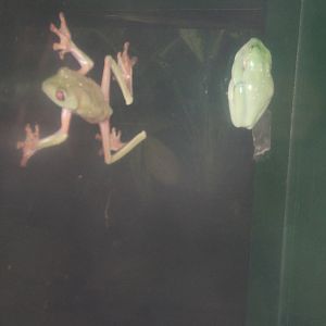 Morelets Tree Frog (Agalychnis moreletii)