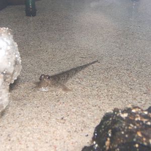 Indian Mudskipper (Periophalmus novemradiatus)