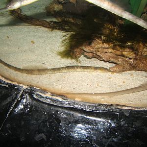 Snake Pipefish (Entelurus aequoreus)