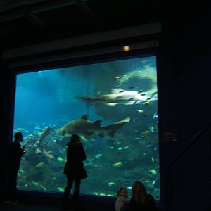 View of main Shark Tank